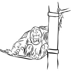 Line drawing at the zoo of orangutan  © DesignwebLouisville