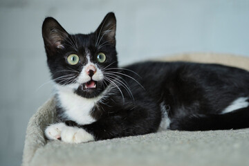 Female volunteer holding a stray cat in her arms. Kyiv, Ukraine. High quality photo