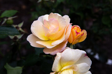 yellow rose in the garden