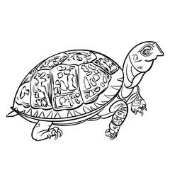 Line drawing at the zoo of terrapin