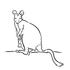 Line drawing at the zoo of marsupials with joey 