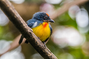 The orange-bellied flowerpecker (Dicaeum trigonostigma)
