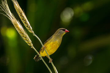 Red Munia Estrilda amandava