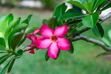 photo of exotic flower bright color. exotic flower closeup. exotic flower macro view.