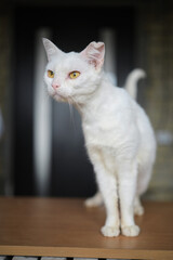 Female volunteer holding a stray cat in her arms. Kyiv, Ukraine. High quality photo