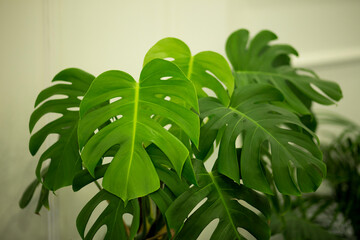 green plant