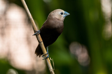 The white-headed munia (Lonchura maja)