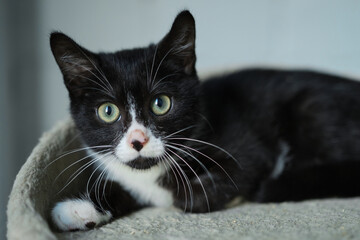 Cute tabby cat lying down on the coach. Funny home pet. Concept of funny face and green eyes. High quality photo