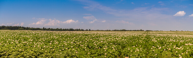 Blossoming of potato fields, potatoes plants with white flowers growing on farmers fiels 