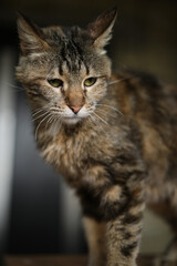 Female volunteer holding a stray cat in her arms. Kyiv, Ukraine. High quality photo