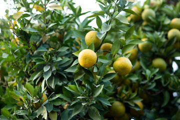 orange fruit and orange tree