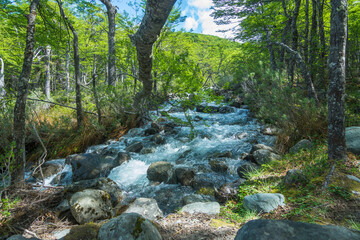 Obraz premium View of a beautiful forest on the way to Glaciar Huemul (Huemul Glacier) - El Chaltén, Argentina