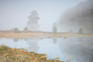 dense fog on wild lake in forest