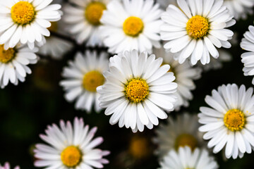 Bellis perennis flower. Daisy blooms in spring