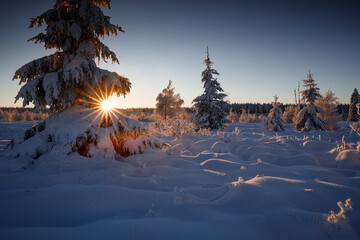 morning sunshine behind spruce tree in snow