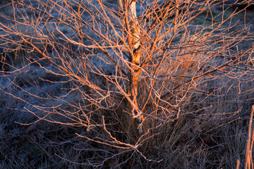 red sunrise light on birch tree in winter
