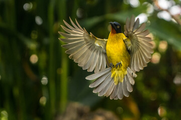 The ruby-throated bulbul (Rubigula dispar)