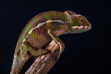 The veiled chameleon (Chamaeleo calyptratus) is a species of chameleon (family Chamaeleonidae) native to the Arabian Peninsula