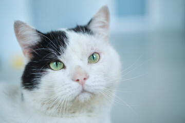 Fototapeta premium Hungry cat with green eyes looking and waiting for food. High quality photo
