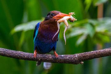 The Javan kingfisher (Halcyon cyanoventris)