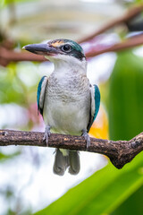 The collared kingfisher (Todiramphus chloris)