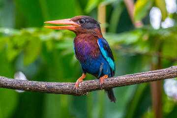 The Javan kingfisher (Halcyon cyanoventris)