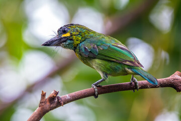The yellow-eared barbet (Psilopogon australis)