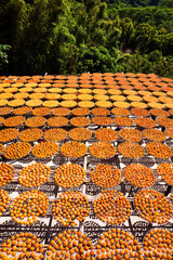 Process of Making Dried Persimmon during Windy Autumn in Hsinpu of Hsinchu, Taiwan. the Chinese...