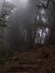 Mardi Himal trek. Dark and misteriuous Rhododendron forest in January.