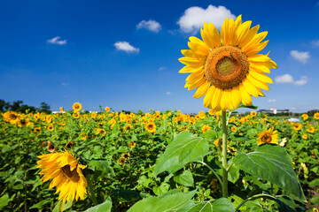 Close-up of yellow sunflower with the blue sky background