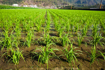 Fototapeta premium Rice seedlings growing on the fields in Meinong, Kaohsiung, Taiwan.
