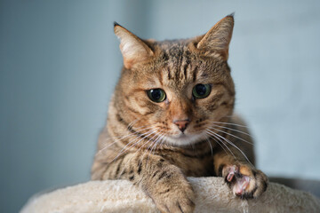 Cute tabby cat lying down on the coach. Funny home pet. Concept of funny face and green eyes. High quality photo