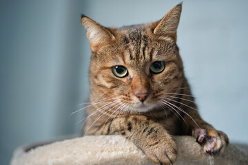 Cute tabby cat lying down on the coach. Funny home pet. Concept of funny face and green eyes. High quality photo
