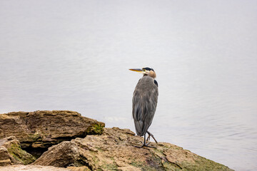 great blue heron