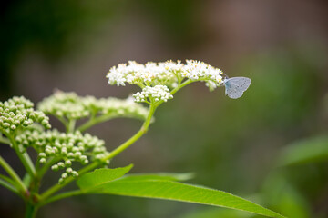 butterfly on a flower