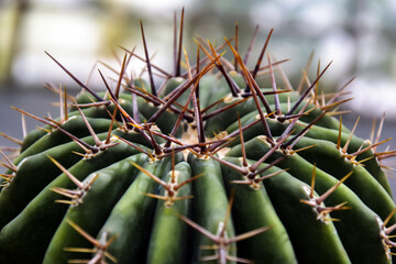 Naklejka na ściany i meble Cactus with long spines. Cactus plant close up. Blurred background. Close-up. Selective focus.