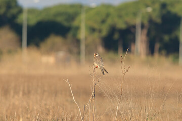 flying in the air Falco vespertinus