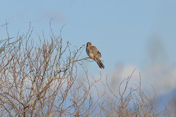 standing on branch Falco vespertinus
