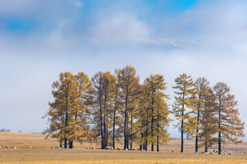 Majestic autumn mountain landscape. A herd of sheep grazes in a meadow near golden larch trees with white snowy mountains and clouds in the background. Altai