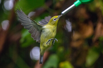 The garden sunbird (Cinnyris jugularis), previously known as the olive-backed sunbird, is a species of passerine bird in the family Nectariniidae