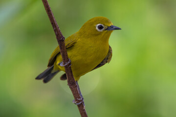 The Indian white-eye (Zosterops palpebrosus)