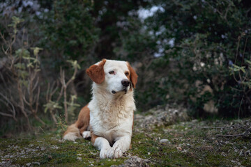 Funny red and white dog in the mountains. Mix breed in nature at spring 