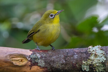 The Indian white-eye (Zosterops palpebrosus)