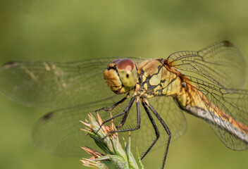 Urocza ż&oacute;łta ważka na zielonej łące