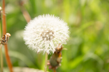 natural fluff dandelion seeds on green grass background