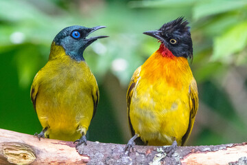 The black-headed bulbul (Brachypodius melanocephalos)