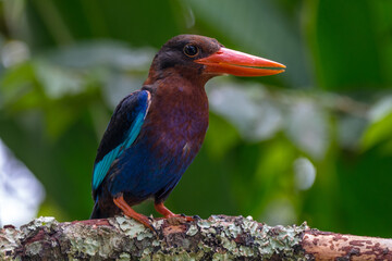 The Javan kingfisher (Halcyon cyanoventris), sometimes called the blue-bellied kingfisher or Java kingfisher