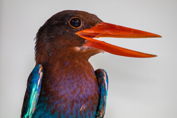 Halcyon cyanoventris (Thje Javan Kingfisher)