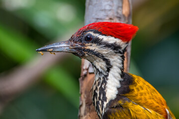 Fototapeta premium The common flameback (Dinopium javanense), also referred to as the common goldenback