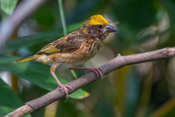 The baya weaver (Ploceus philippinus)
